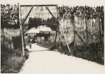 Route camouflée dans la commune - 20 août 1916 Route camouflée dans la commune - 20 août 1916