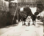 Ogéviller (près). Route de Herbéviller : partie de la route camouflée - Juillet 1917