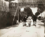 Ogviller (prs). Route de Herbviller : partie de la route camoufle - Juillet 1917